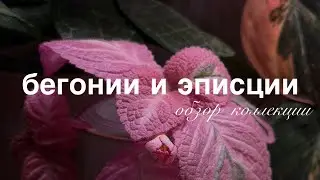 my BEGONIAS and EPISCIA | collection tour, care, and wishlist