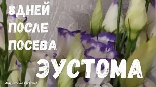 №2. Эустома. Выращивание из семян. От посева 8 дней.