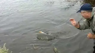 сом 29,8 кг 5 сентября