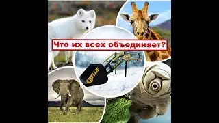 РЕКЛАМА навесной фронтальный погрузчик Деллиф Стронг 1800 от компании Dellif