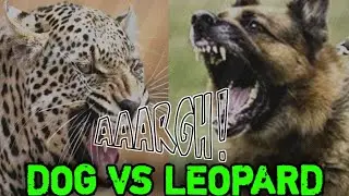 DOG VS LEOPARD | SOUND DOG BARKING LOUDLY VS LEOPARD