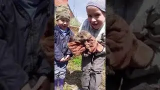 Достали ёжика из ямы