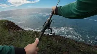 Kingfish on Lure in Sydney