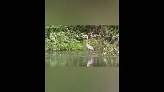 Цапля...