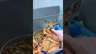 Little fawn... New life 🥹