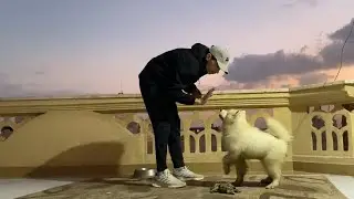 تعليم جرو ثلاث شهور الأوامر الاساسية - الحصة الأولى