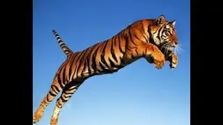 The Big Cats- Information and facts