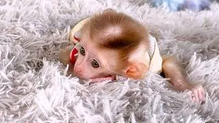 Sweet Monkey Friends Share Toys and Fun Moments 💕🐵 | Cute Monkey Friendship Story