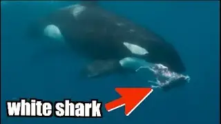 Orca VS. Jaws: Setting the Record Straight - Introduction