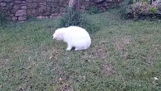 El gato y el ratón