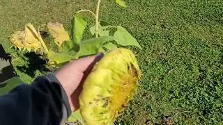 Rest area в Миннесота