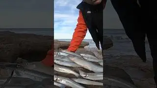 Pesca de pejerrey. Surfcasting #pesca #pejerrey #fishing