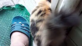 Соседка пришла познакомиться)))