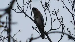 утренняя песенка от сойки Garrulus glandarius