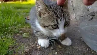 omnomnomnom tssss wrrrrr - just a cat's thing