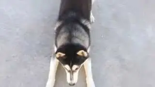 Хаски приглашает к игре