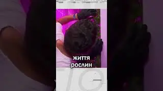 Вирощування рослин у темряві. Ферми для рослин #безсвітла #агро #відключеннясвітла #dtek #дтек