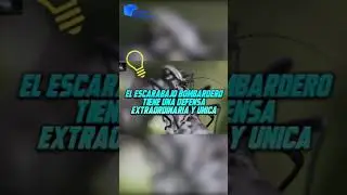 Escarabajo Bombardero