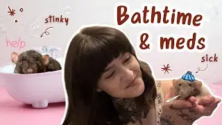 Treating My Sick Rats Respiratory Infections & First Bath!