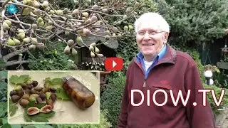 Vijgen als peren in tuintje MierloHout Helmond