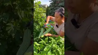 UPDATE ON MY GARDEN IN GERMANY
