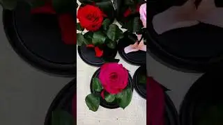 11 сентября 2024 г.