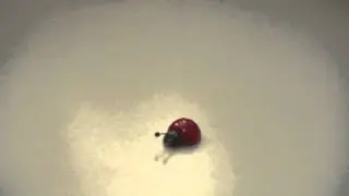 БОЖЬЯ КОРОВКА