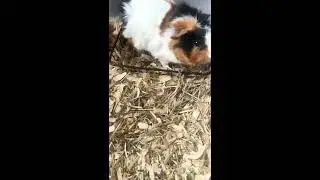 Our Guinea Pigs