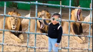 Homaid zoo | Dammam zoo | zoo dammam Saudi Arabia