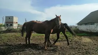 Released the young stallion into the main herd// breeding mares// stallion Emerai in action