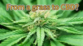 Do you only know what industrial hemp is?#plantextracts #hempbenefits