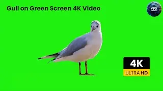 Gull on Green Screen 4k video | bird #gull #greenscreen #birds #bird #birdslover #birdgreenscreen