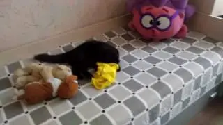 Кошка одобряет