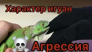 Характер игуан,как меняются с возрастом?