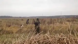 Отдых в Подмосковье  Охота на фазана.