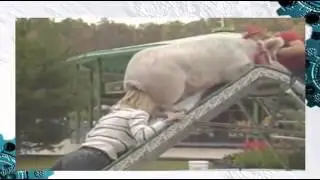 Свинья на горке Женщины тоже