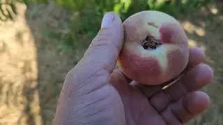 Сорт персика Алибланка.