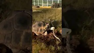 our tortoise has a stick