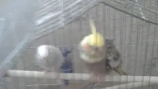 Моё Последнее Видео