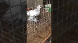 Молодая красотка