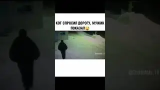 смешно видео с котом 