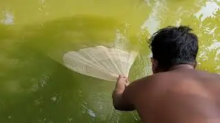 Ghaat Cast Jaal Fishing by Kolkata Fishing