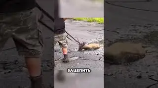 Спасли беспомощного оленя