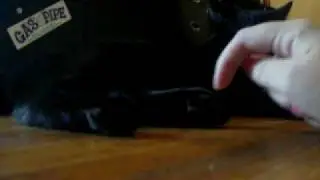 Tickling my kittens feet!