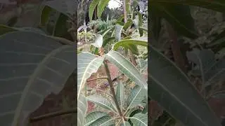 Kesar Mango Tree 🌴#trending #viral #reels #shorts #short #shortvideo #shortsvideo