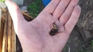 ОСЫ МОНСТРЫ.   Wasps monster.