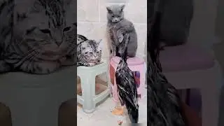 Funny cats