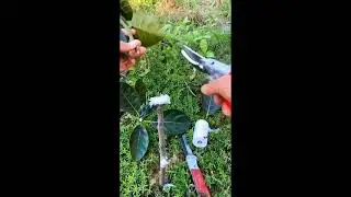 Секатор ARS VS-8Z в роботі