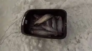 Ловля форели. Ловля форели на платнике. Ловля форели на платном пруду.