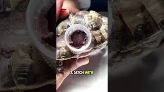 Vet Saves Turtle’s Life with a Plastic Bottle Cap! 🐢👏